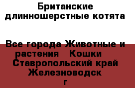 Британские длинношерстные котята - Все города Животные и растения » Кошки   . Ставропольский край,Железноводск г.